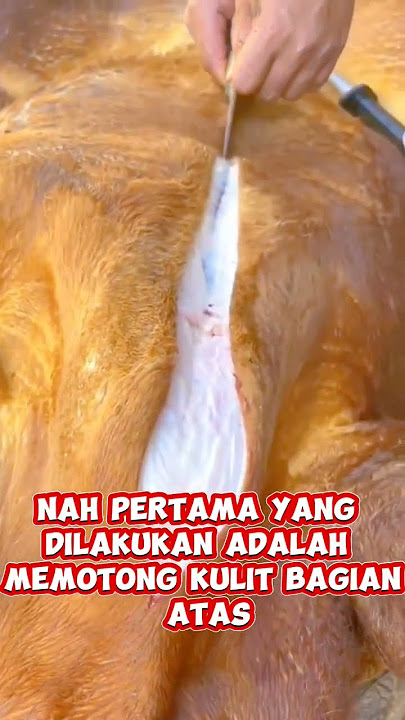 proses packing daging sapi