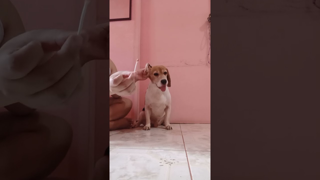 How to Clean Beagle's Ear