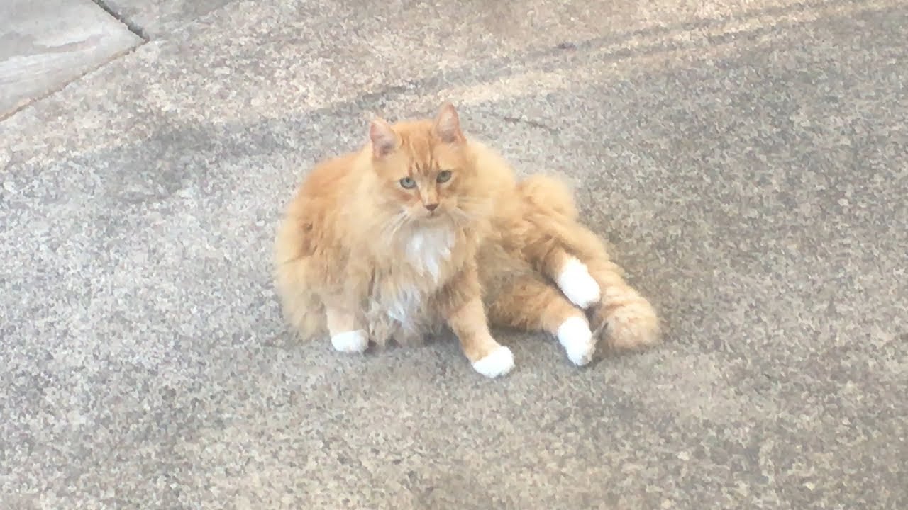 cat condo 2 mod apk M3FC 0627 Sharing some window love with my sweet ginger boy Leo