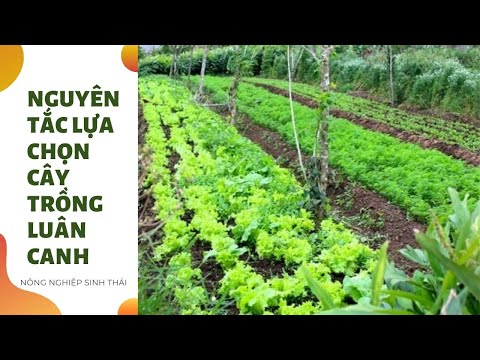 Video: Các Quy Tắc Cơ Bản Của Luân Canh Cây Trồng