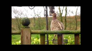 Loudest chewing monster ever recorded! The greedy Pheasant