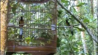 Caged Shama Vs Wild Shama