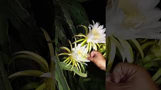 ড্রাগন ফুলের পরাগায়ন #pollination #dragonflower
