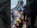 TOP 5 biggest ocean creatures hiding deep beneath the waves #branchiopoda #mollusk