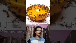 Ant vs orange kon jetega ?? timelapse reaction trending shorts