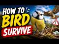" How to Bird Survive"