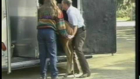 Teaching the foal to load.