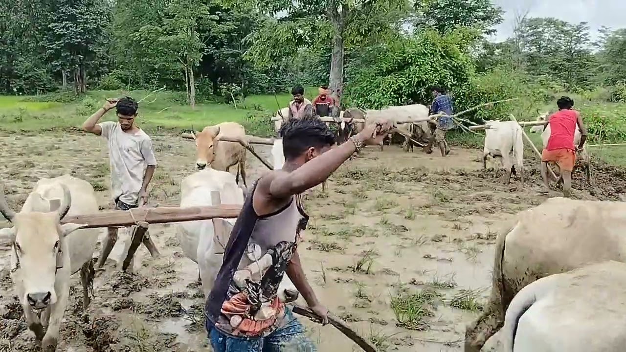 Mera jharkhand gaon ka Kitna Sundar najara hai Mera gaon ka naam sindri gouri west Singhbhum j