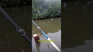 Mancing Belanak Muara Umpan Terigu Aduk