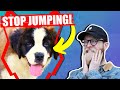 Stop Your SAINT BERNARD Jumping Up