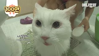 A cat which keeps saying 'I want to go out' every time it's taking a bath