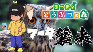 【あつまれどうぶつの森】島流し先で出会ったフクロウと触れ合う【にじさんじ/ベルモンド・バンデラス】