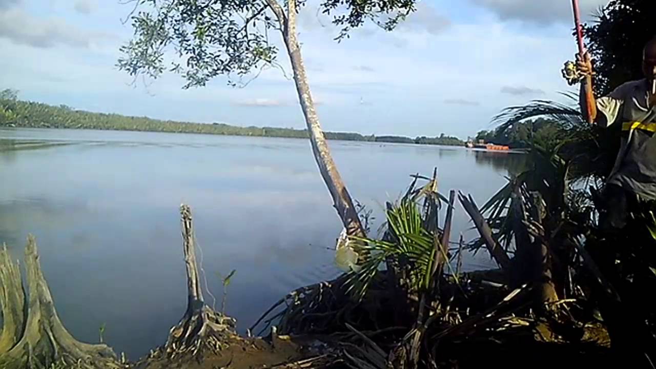 Mancing Ikan Kapi Kapi atau Sickle Fish di Sungai Dua Jalur Daerah Muara Badak