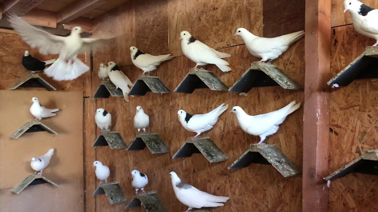 Голубятни германии Голубятни германии