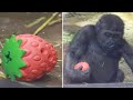 飼育員の前で喜びのダンス♪可愛いイチゴを小脇に抱える子ゴリラ⭐️Gorilla【京都市動物園】Kintaro is happy to dance in front of the zookeeper.