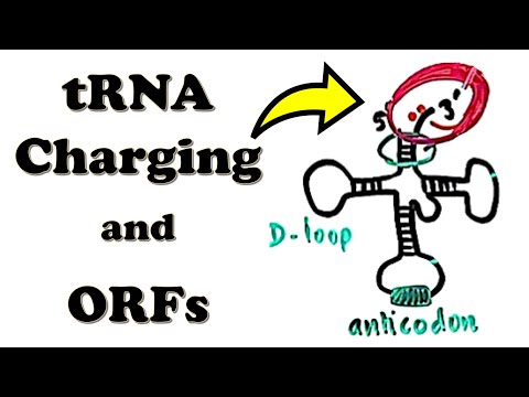 วีดีโอ: คุณหมายถึงอะไรโดยการชาร์จ tRNA?