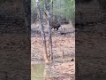 Bad times of our chhota bheem 🤯😭 #bandhavgarh #tigerspotted #tiger #wildlife #shorts