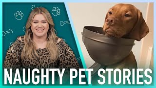 Kelly Clarkson Reacts To Hilarious Naughty Pet Stories | Digital Exclusive