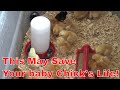 How to raise baby chicks
