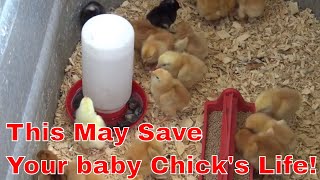 How to raise baby chicks