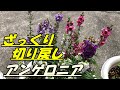 【花】アンゲロニアの育て方・切り戻し