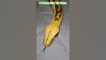 1.0 Borneo Short Tail Python