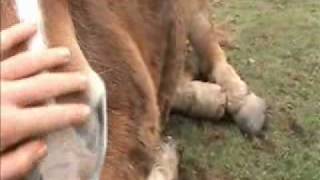 Noel 2009_0001.WMV