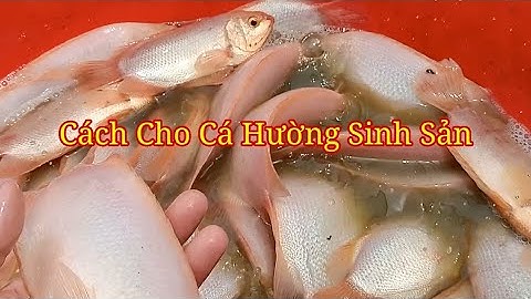 Cách Cho Cá Hường ( Cá Mùi ) Sinh Sản