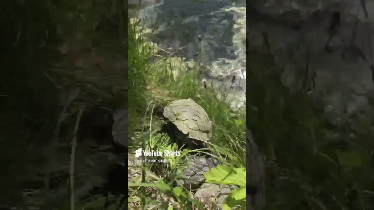 KILLER FISH 007 !!! TAGANKA 2023 !!! 