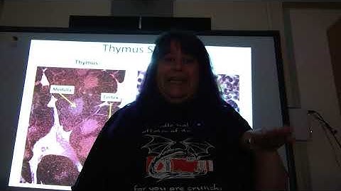 AP2 Lab  The Lymphatic System