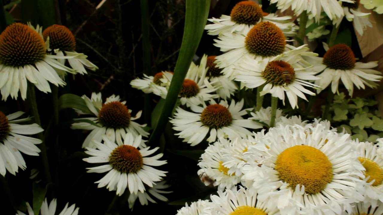 Prairie Planting at Glendoick   with Ken Cox