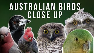 Beautiful Australian Birds Up Close | 4K Compilation