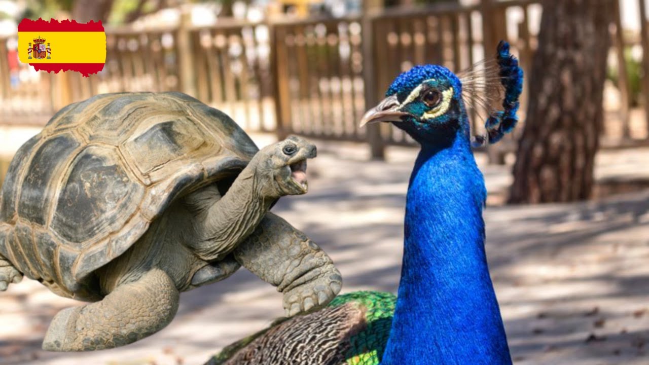 Reina Sofia Park | Guardamar | Peacocks | Walking Tour