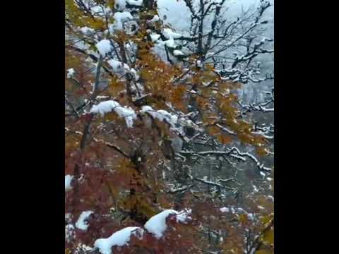 جنگل دالخانی رامسر 