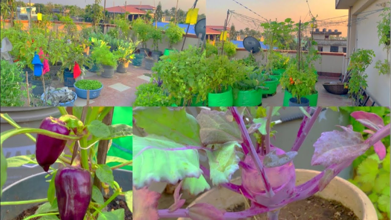 Vegetable Garden Tour With Vegetables Growing Tips/ Overview Video Of