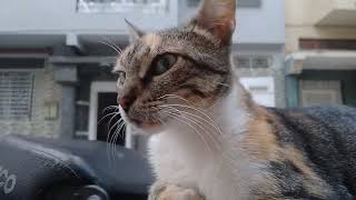 how beauti mam Cat street by world of stray meowing  82 views 7 months ago 50 seconds
