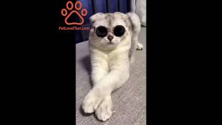 Smart Cat Know How To Wear Sunglasses