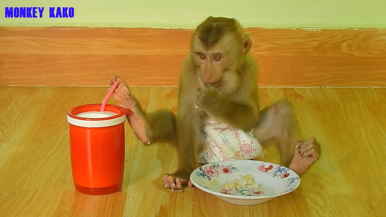 Amazing Monkey | Adorable Monkey Kako Hungry And Crying Request Mom To Eat Rice