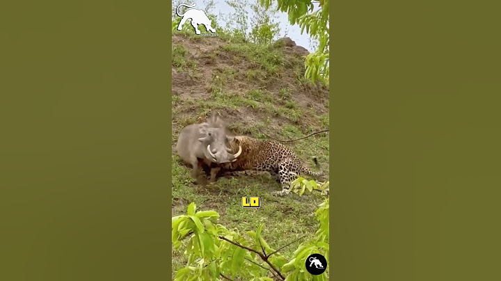 Jabalí Arrastra a un Leopardo a su Casa | #shortanimal  #leopardo #jabalí