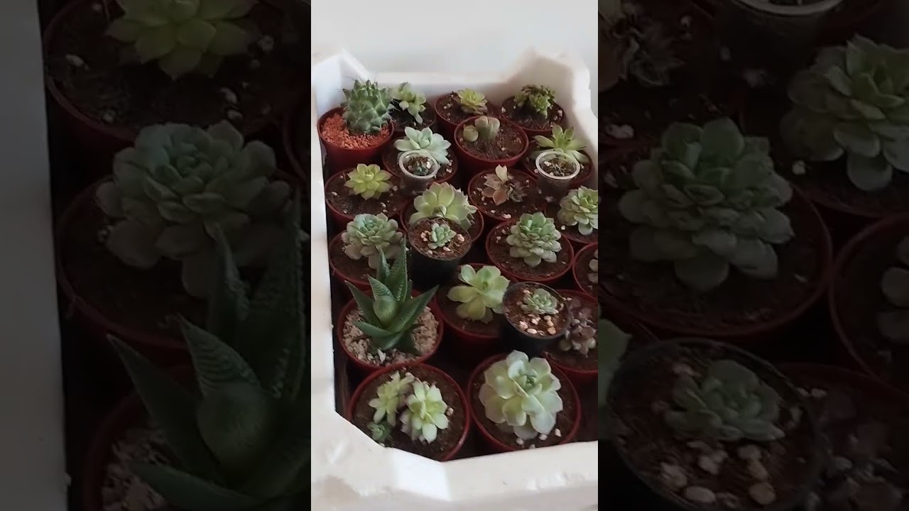  10.01.26 @Liliya flowers.@toxirova Хонаки гуллар 910161693.90 8112528.