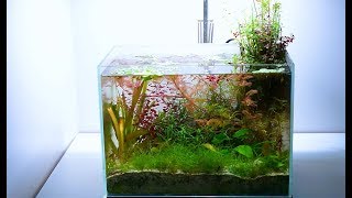 5 MONTH UPDATE: No Filter, No CO2, No Ferts, No Water Changes 5 Gallon Nano Dirted Ecosphere by Regis Aquatics 104,061 views 4 years ago 11 minutes, 21 seconds