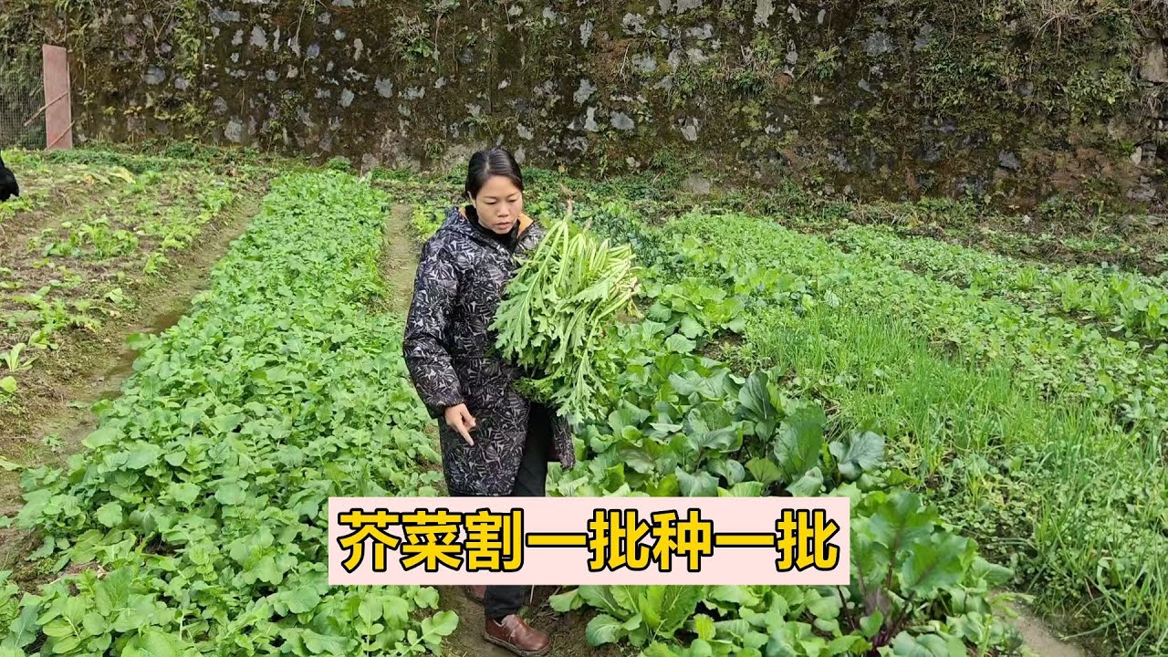 菜園的芥菜割一批又種一批，今年可以多做些鹽菜了，有塊菜地真好【農人家三嫂】