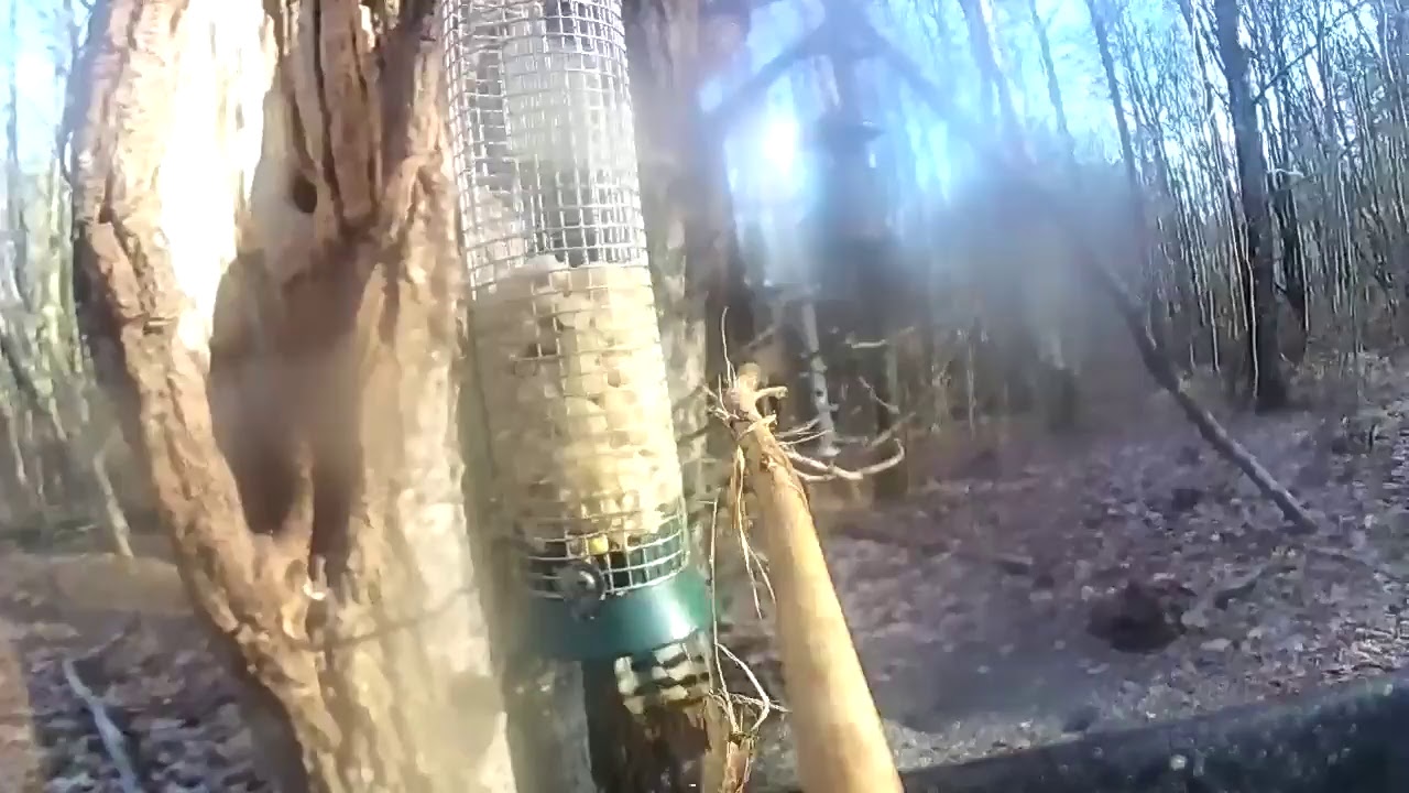 Bird feeder Live Stream YouTube