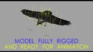 House Crow Rig Preview Maya.