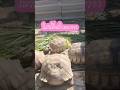 อากาศหน๊าวหนาว #turtle #tortoise #เต่าซูคาต้า #pets #ร้อยเอ็ด #animals #turtlewatching