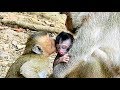 Oh My God, Brother Kiss New Born monkey, Brother Love New Born Monkey.