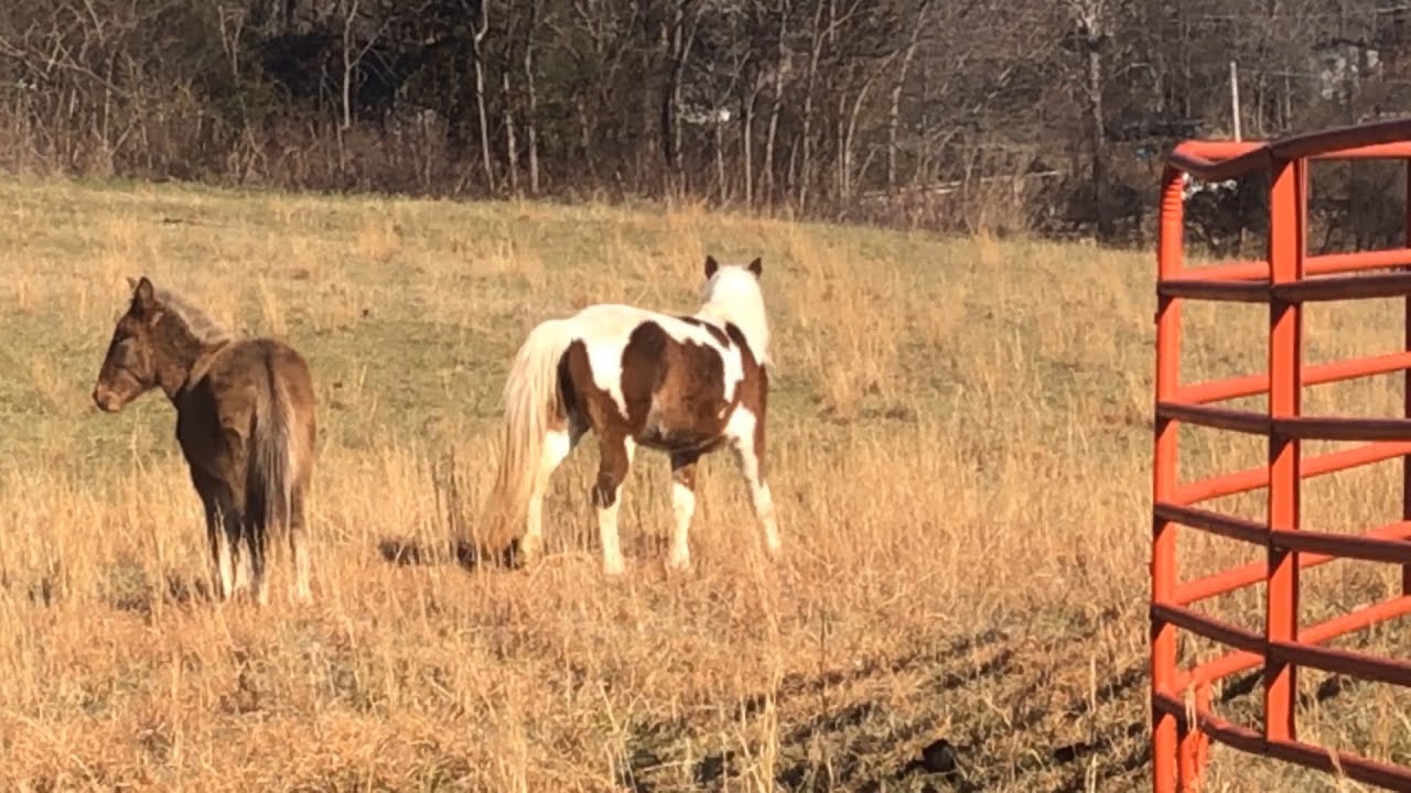 Horse and Mule on the loose in Clinton YouTube