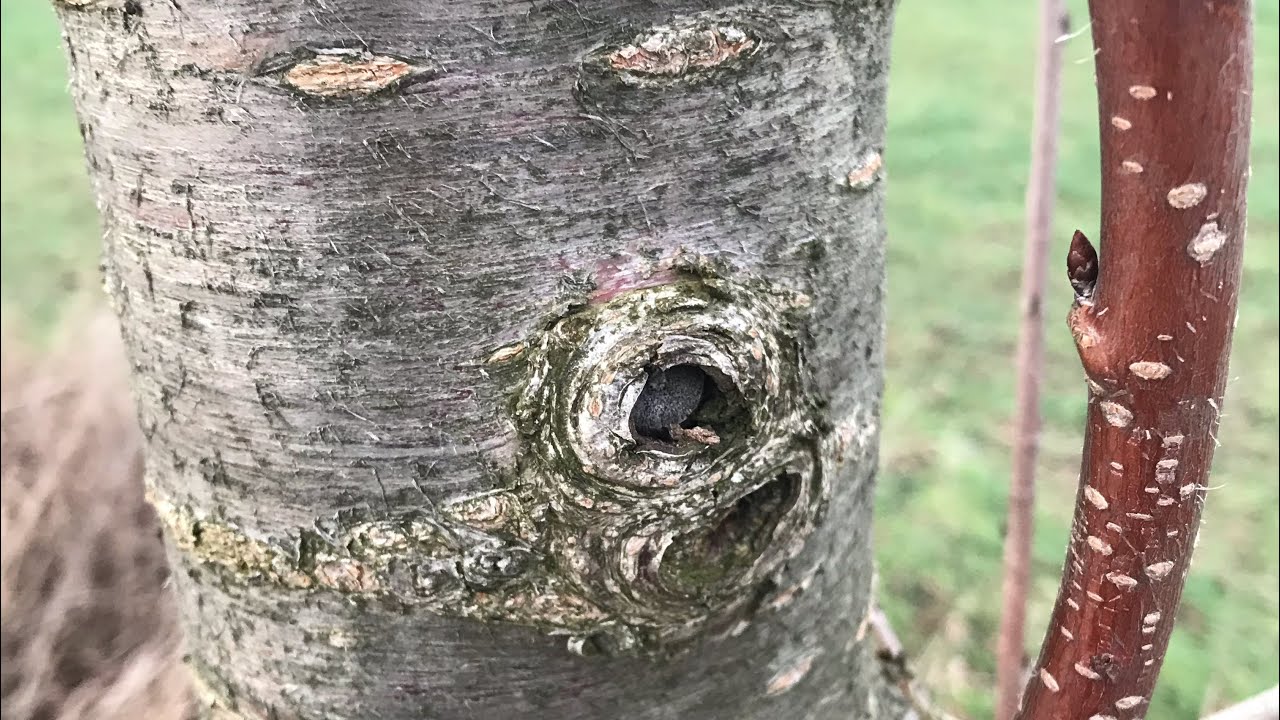 كيف تميز عمر الأغصان وكيف تقلمها كمحترف