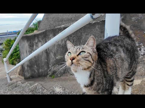 坂の上で出会った猫たちと、島の中腹で開かれる“猫の集会”に参加してきた🐾✨
