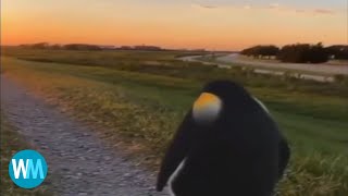 Top 5 penguin